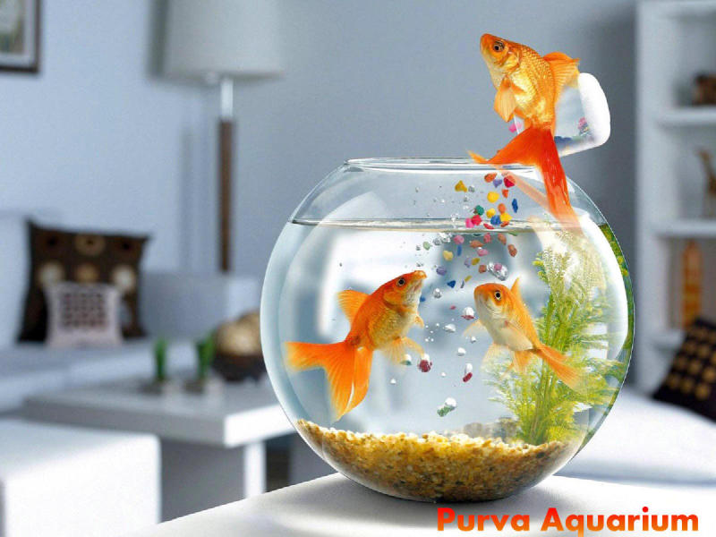 Purva Aquarium